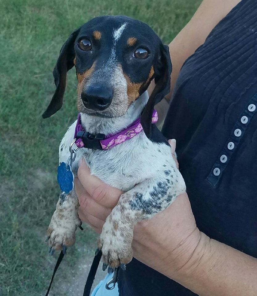 Sunday Smiles Meet Gracie the Piebald Dachshund