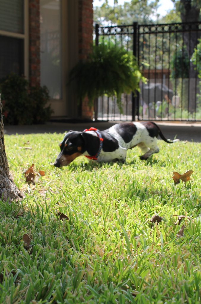 Our new dog Inquisitive