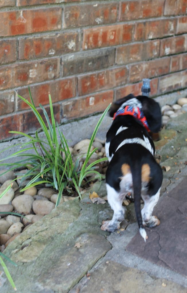 Our new dog lederhosen