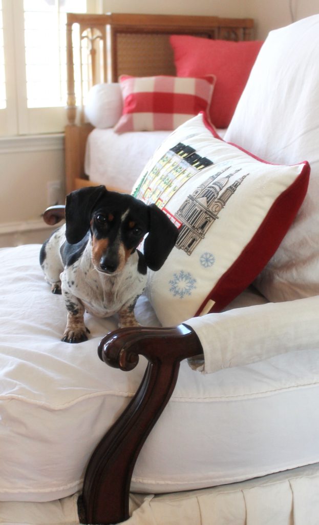 Anglophile doxie Gracie