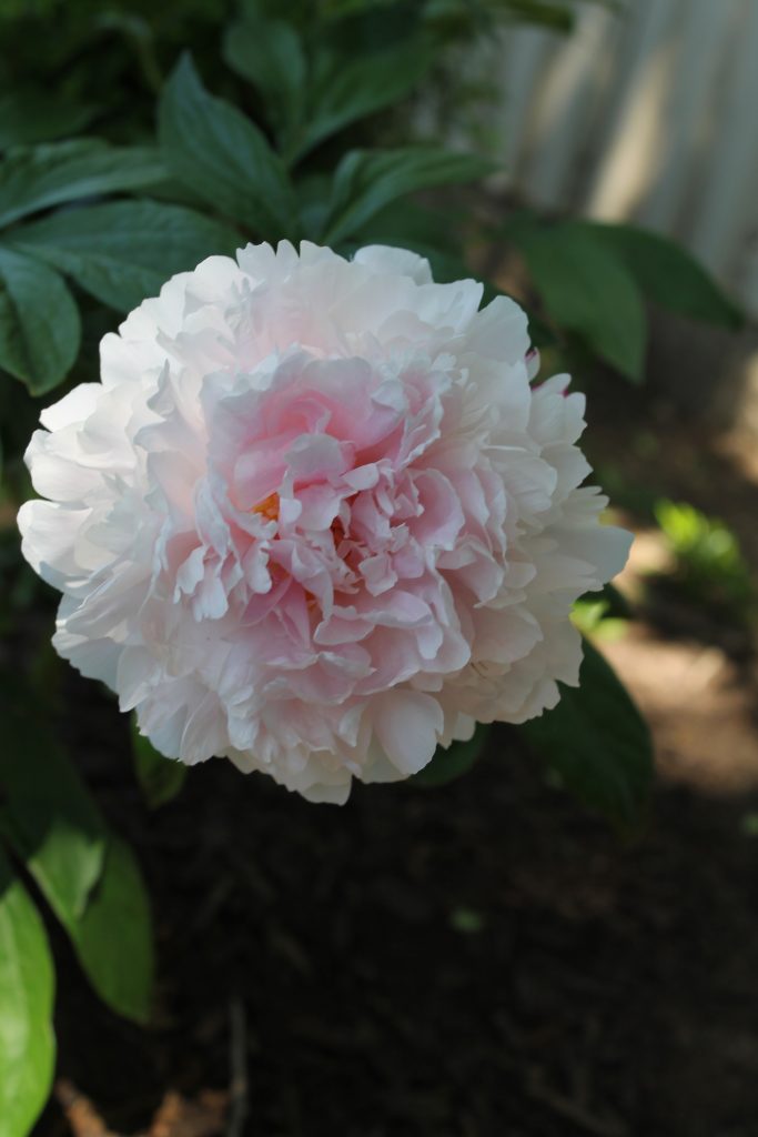 You Can Grow Peonies in Texas