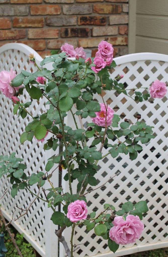 Sterling Rose Tree