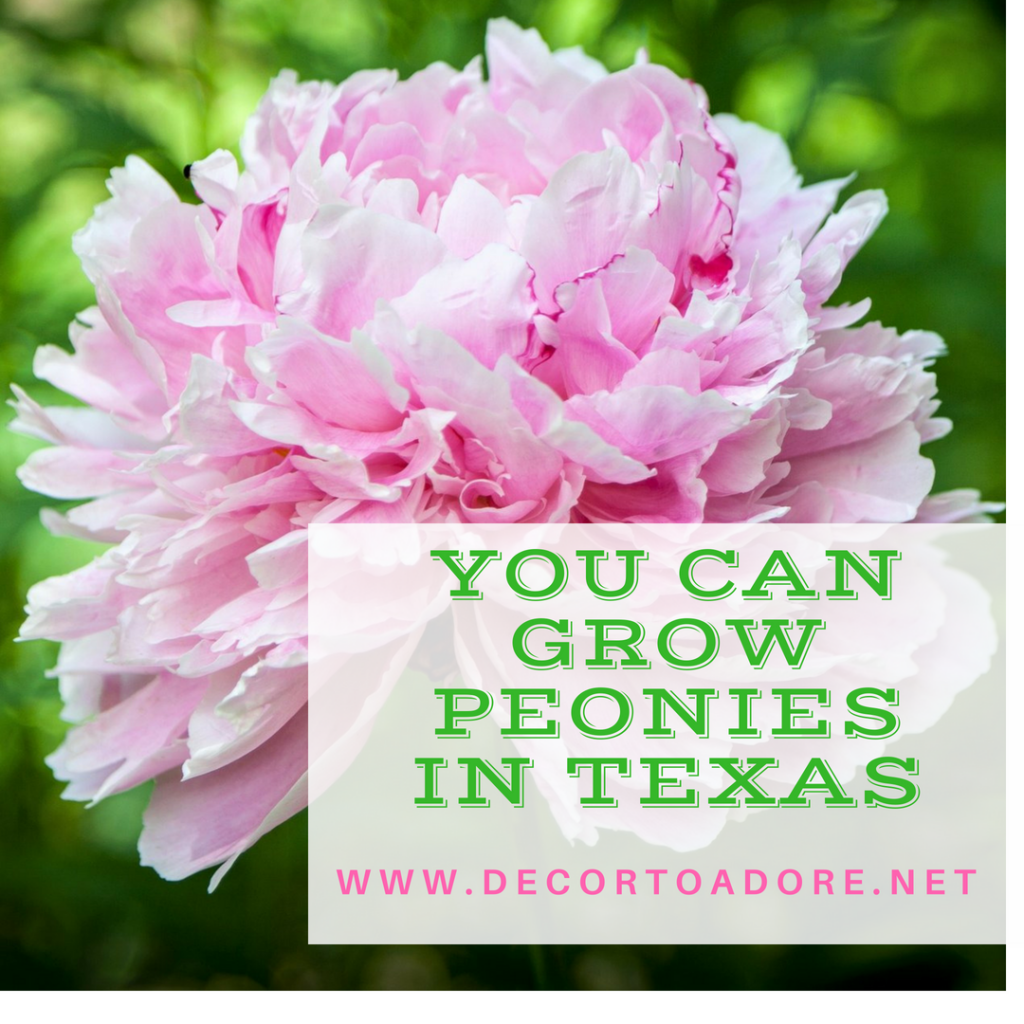 You Can Grow Peonies In Texas