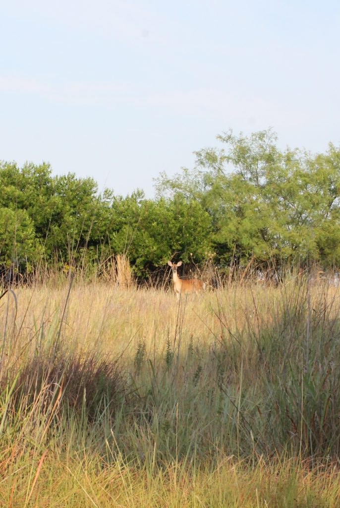 Fort Worth Nature Center deer