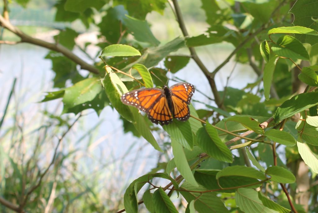 Fort Worth Nature Center butterfly