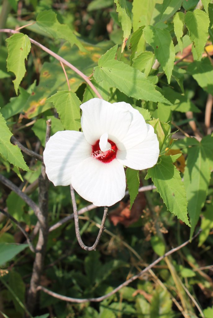 Fort Worth Nature Center flowers