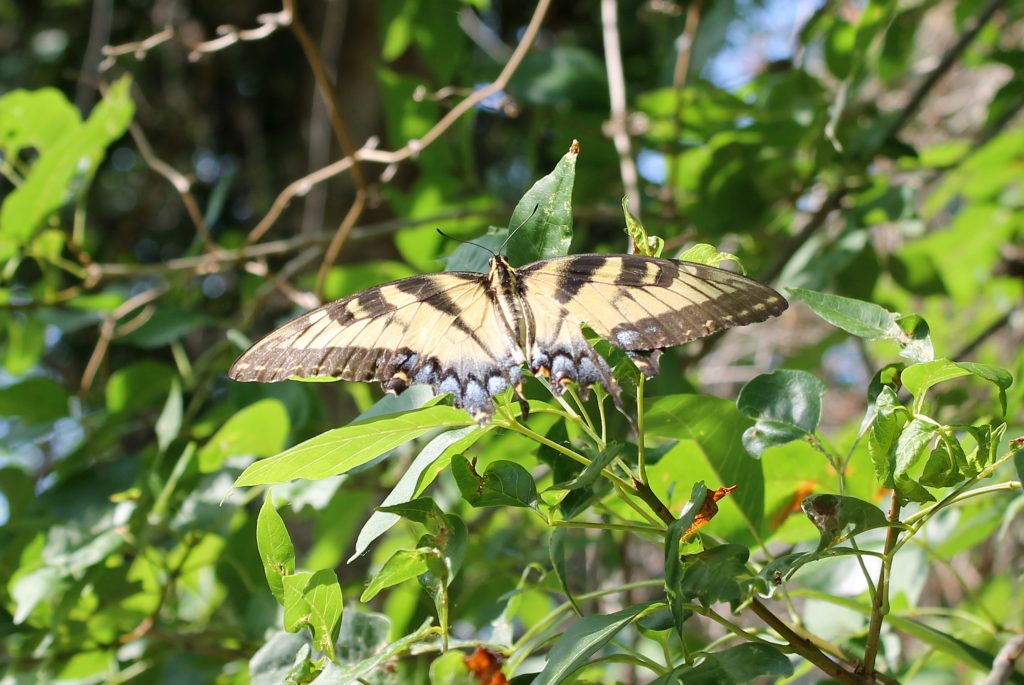 Fort Worth Nature Center butterfly