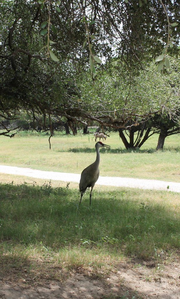 Fossil Rim Crane