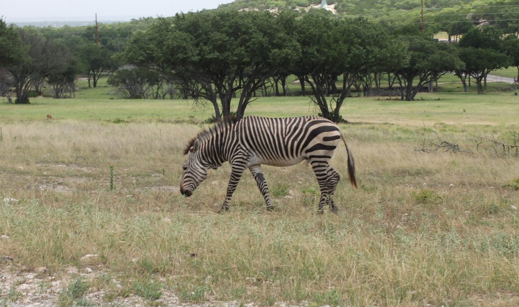 Fossil Rim Zebra