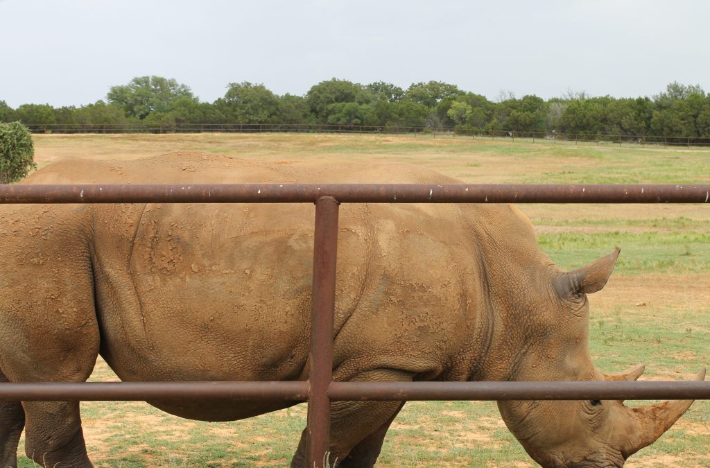 Fossil Rim Rhino