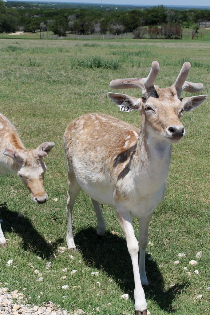 Fossil Rim Animals