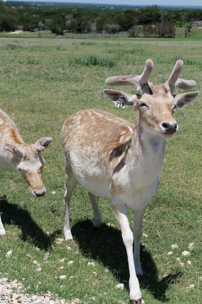 Fossil Rim Animals