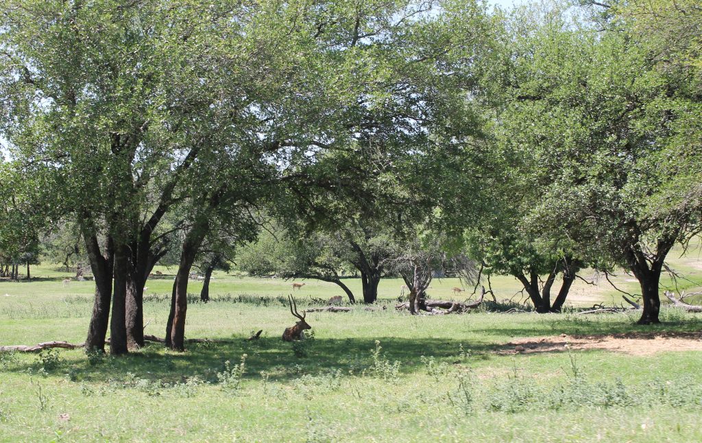 Fossil Rim Animals