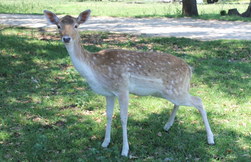 Fossil Rim Animals