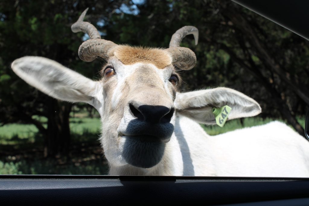 Fossil Rim animals