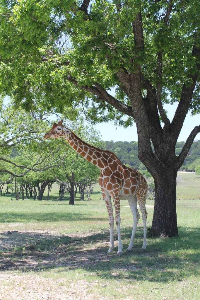 Fossil Rim Animals