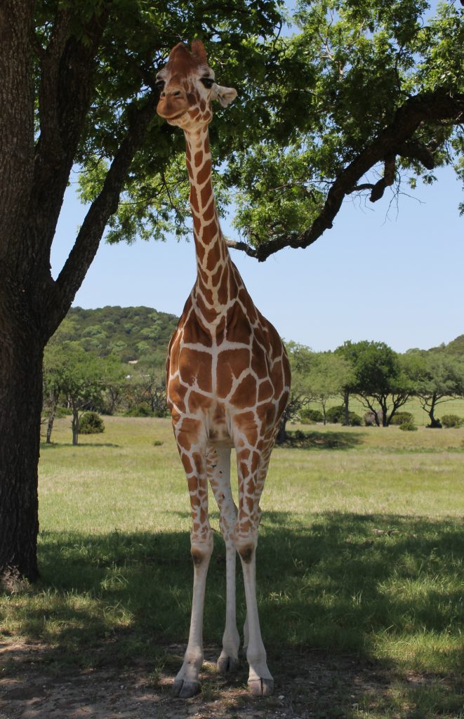 Giraffe