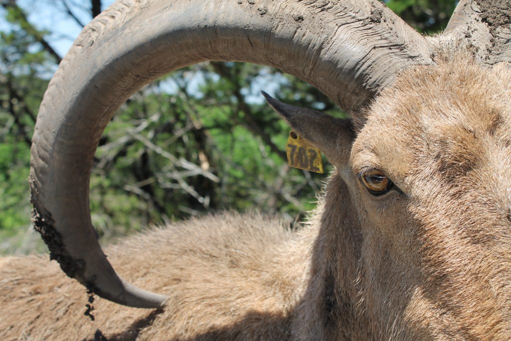 Fossil Rim Animals