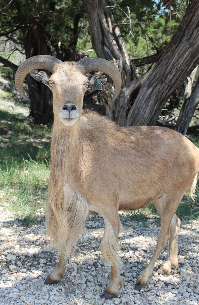 Fossil Rim Animals