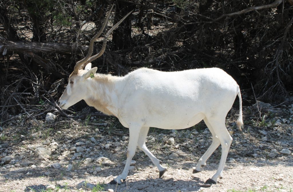 Fossil Rim Animals