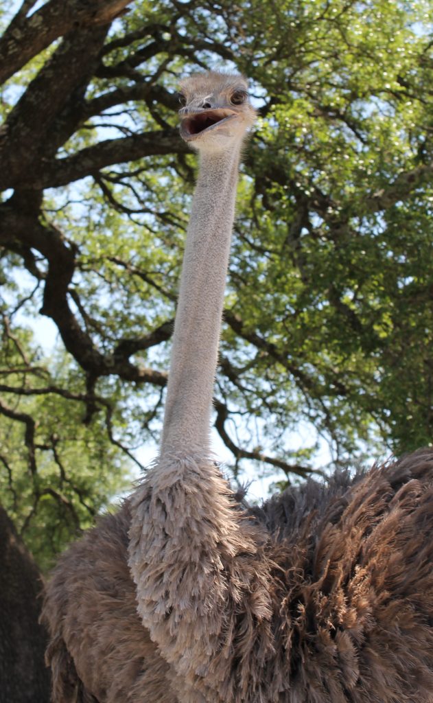 Fossil Rim Animals